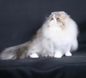 6a809360-fb7d-4999-bf80-5dfa2ad2d8cd