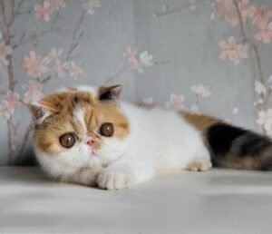 WhatsApp Image 2025-08-19 at 17.58.23 (1)