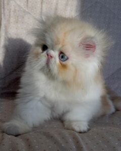 WhatsApp Image 2025-08-19 at 19.02.38