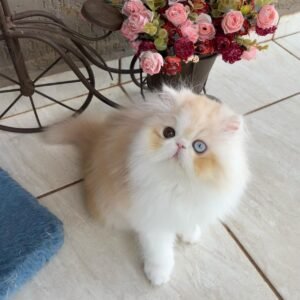 WhatsApp Image 2025-08-19 at 19.04.01