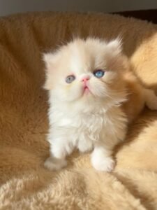 WhatsApp Image 2025-08-19 at 19.06.02