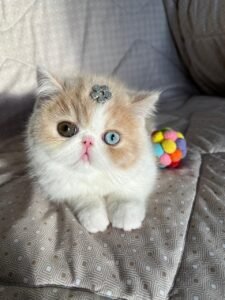 WhatsApp Image 2025-08-19 at 19.09.30