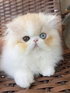 WhatsApp Image 2025-08-19 at 19.10.06