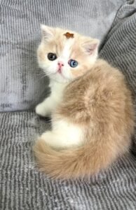 WhatsApp Image 2025-08-19 at 19.11.47