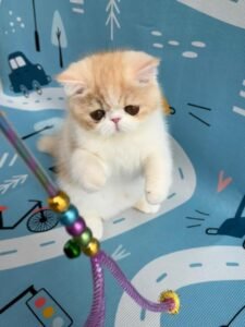 WhatsApp Image 2025-08-19 at 19.12.51