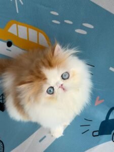 WhatsApp Image 2025-08-19 at 19.13.25