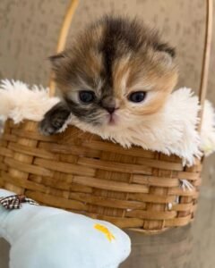 WhatsApp Image 2025-08-19 at 19.22.01