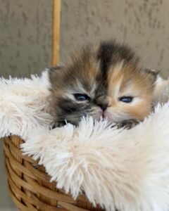 WhatsApp Image 2025-08-19 at 19.22.17