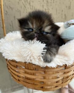 WhatsApp Image 2025-08-19 at 19.26.14