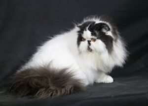 dcd2ff19-dcbb-4296-862a-4a6b425c12c2